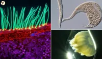 Nikon Small World