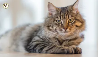 Bengaluru Man Arrested for Assaulting Cat 