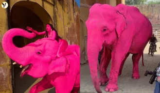 Pink Elephant