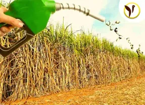 The revised Ethanol blend aims to sweeten the sugar stocks for investors in 2023