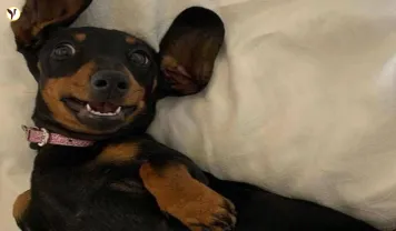 Lost Dachshund's Incredible 16-Month Kangaroo Island Survival