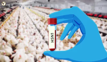 H5N1 Bird Flu Spreads to Mammals