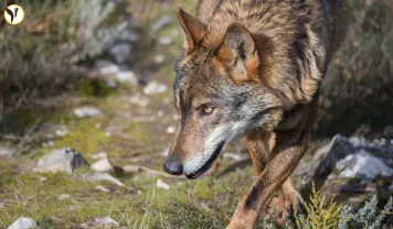 Iberian Wolf Returns to Extremadura After 30 Years