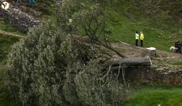Sycamore Gap Tree