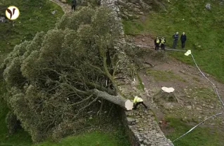 The Fall and Rise of Sycamore Gap