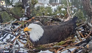 Big Bear Eagle Cam