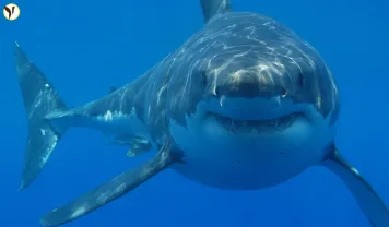 great white shark