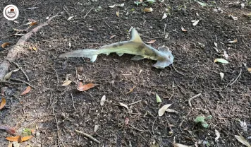 Hammerhead Shark