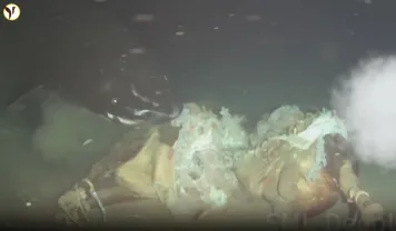Pacific Sleeper Sharks South China Sea