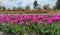 Holland Tulip Time Festival