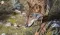 Iberian Wolf Returns to Extremadura After 30 Years