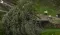 Sycamore Gap Tree