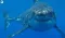 great white shark