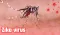 Zika virus 