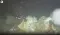 Pacific Sleeper Sharks South China Sea