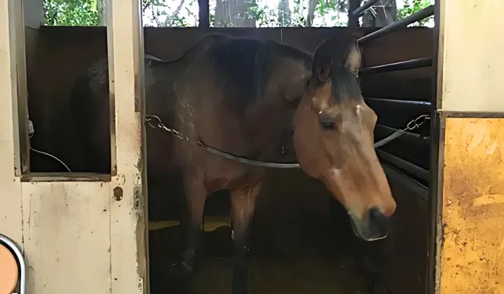 Haru Urara Horse