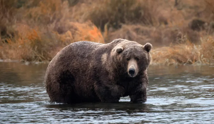 Fat Bear Week