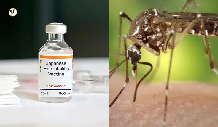 Mosquito on human skin, symbolizing Japanese encephalitis virus risk.