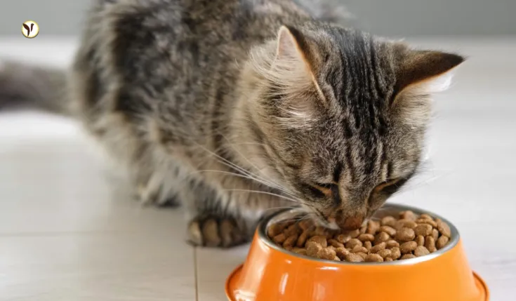 Cat Food Recall Alert: Protect Your Cat from Bird Flu Contamination.