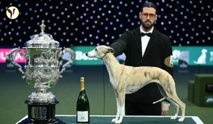 Italian Whippet Miuccia Wins Crufts 2025 Best in Show!