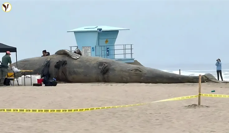 Whale Huntington Beach