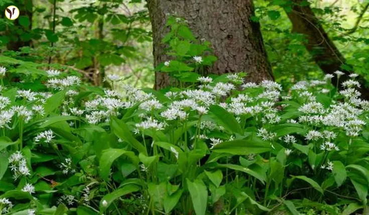 Wild Garlic Foraging
