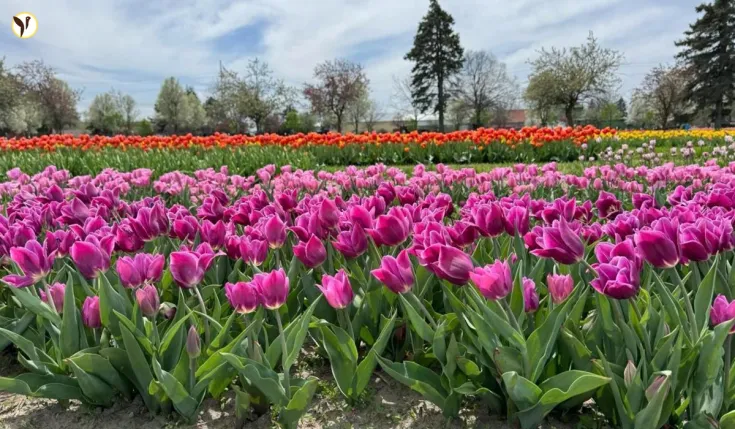 Holland Tulip Time Festival