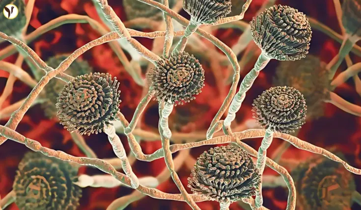 Aspergillus UK 2025
