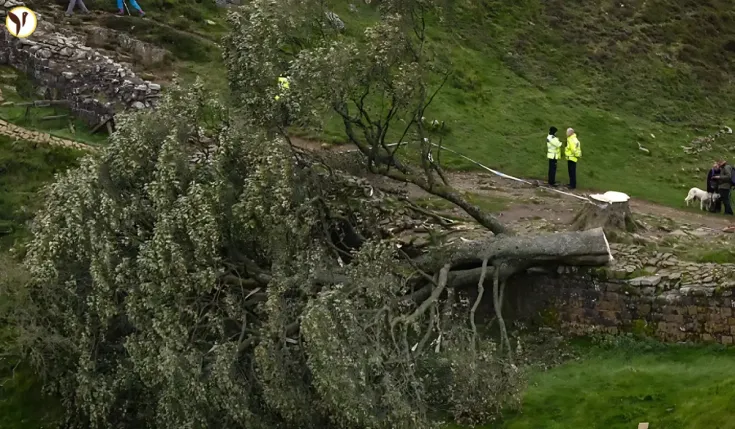 Sycamore Gap Tree