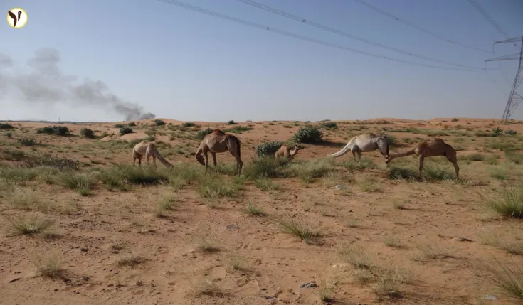 Abu Dhabi's TAMM