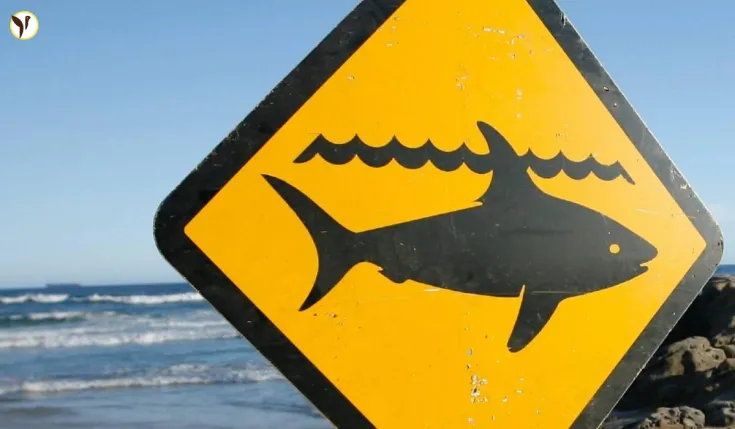 Shark Attack Closes Port Noarlunga Beach