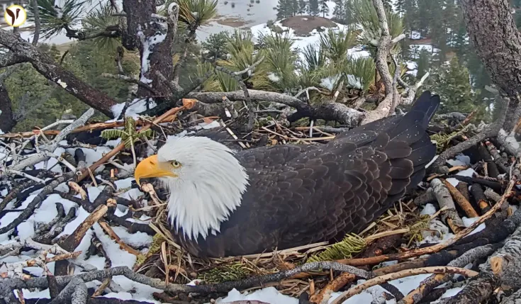 Big Bear Eagle Cam