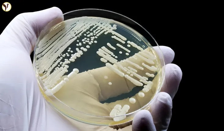 China New Fungus