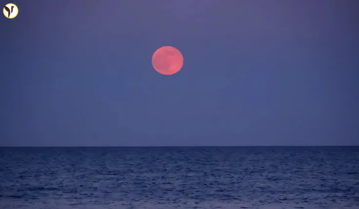 Strawberry Moon 2025