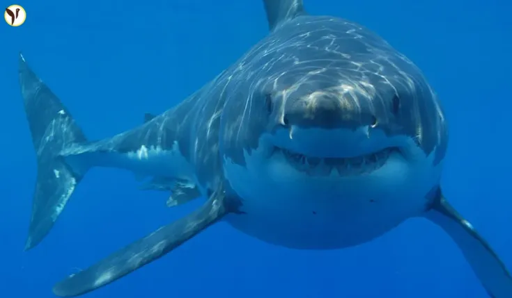 great white shark