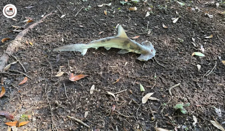 Hammerhead Shark