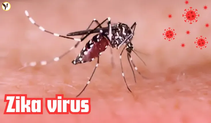 Zika virus 